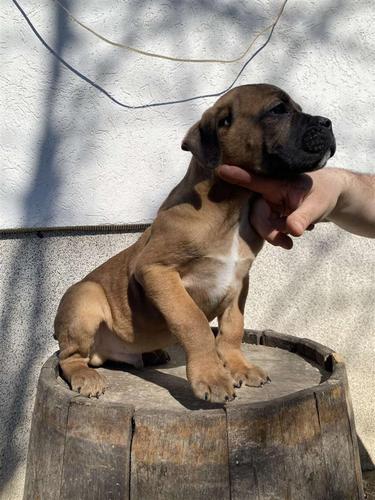 Cane Corso