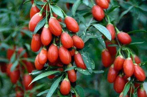 Fidane-te-Goji-Berri