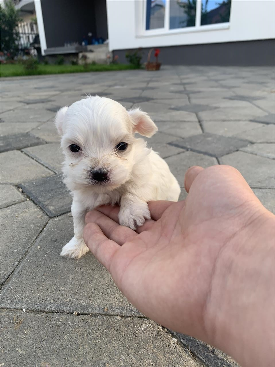 Mini-maltese