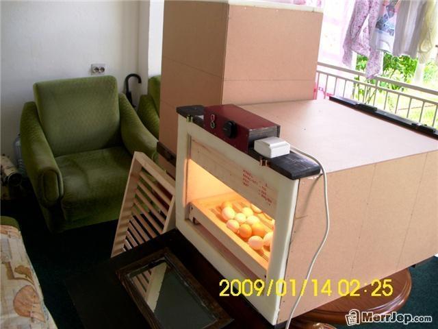 inkubator