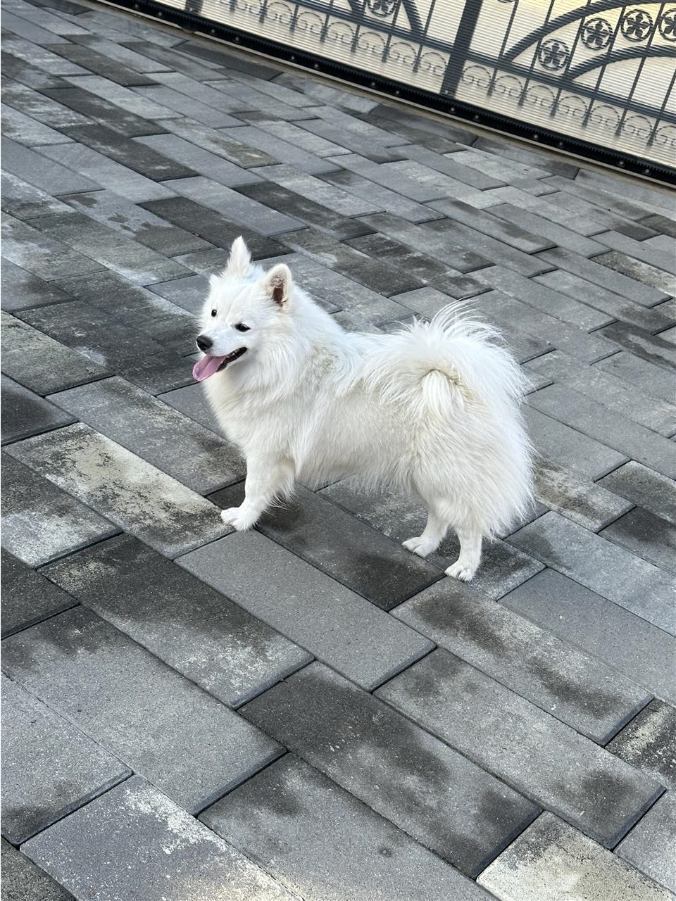 Minispitz