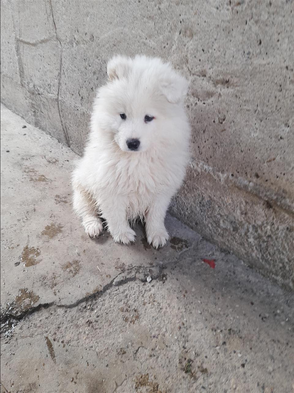 Samoyed