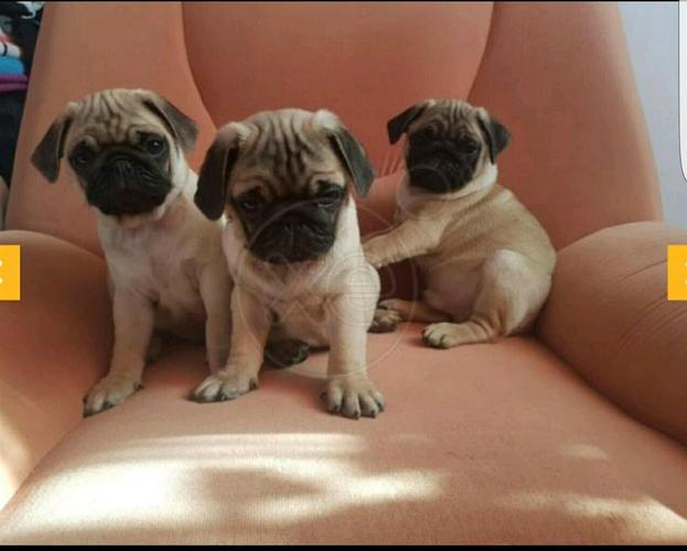 Quen Pug