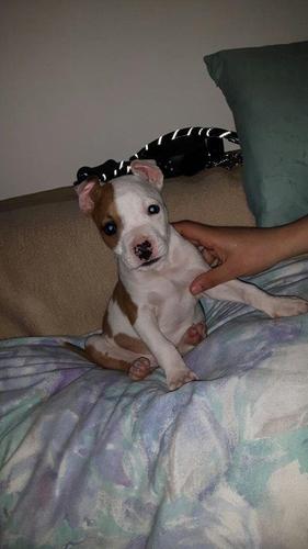 pitbull