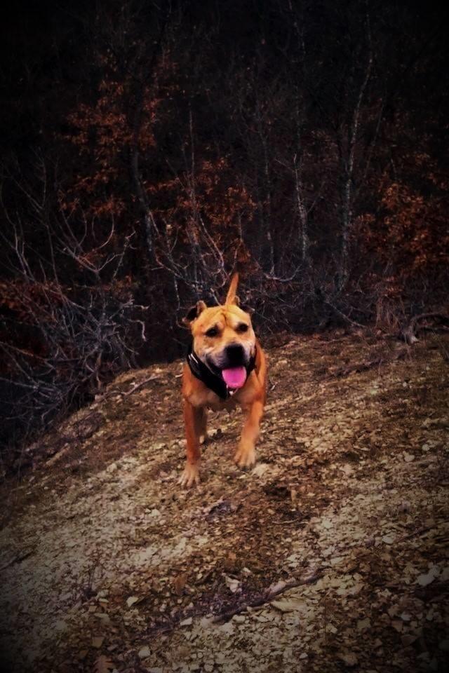 Pitbull