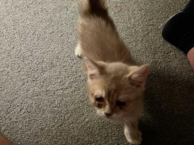 Scottish fold
