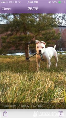 Pitbull