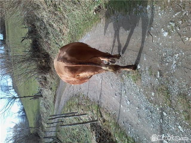 Lope