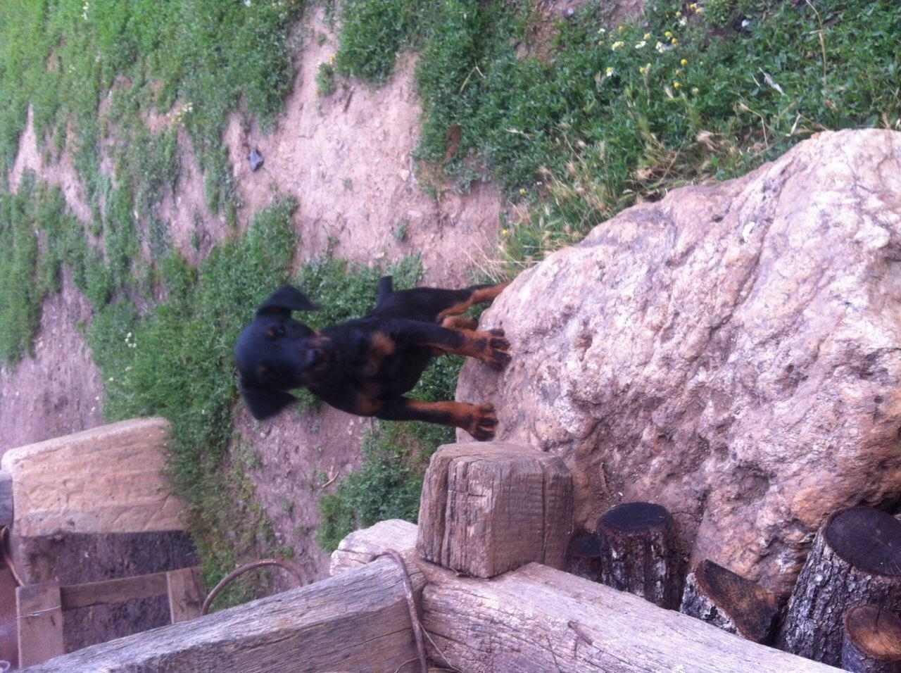 -Terrier-