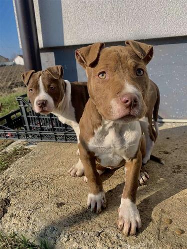 Pitbull