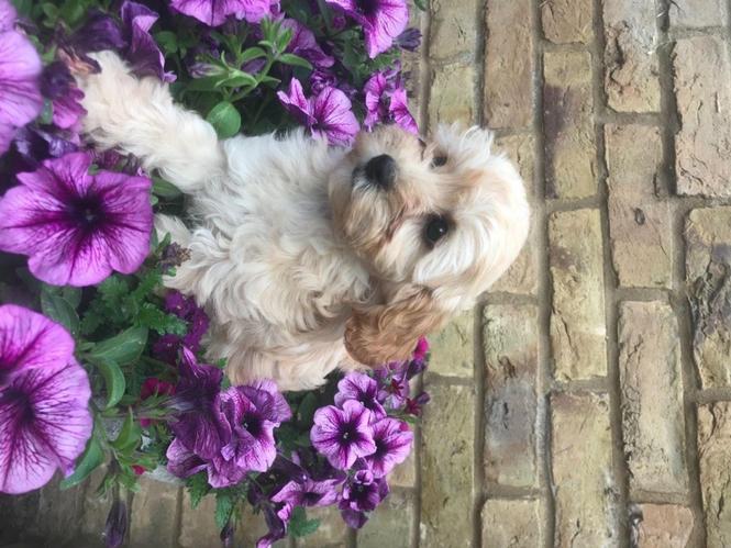 Cavapoo
