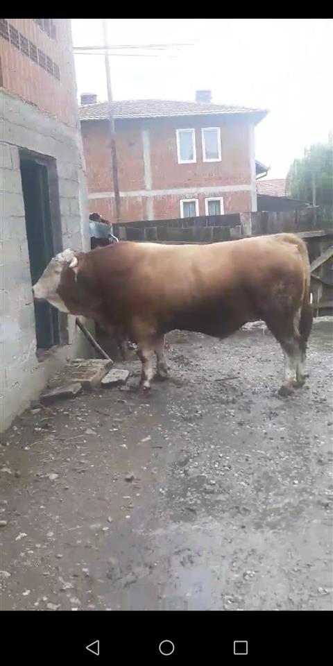Bika