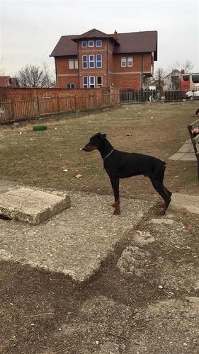 Doberman