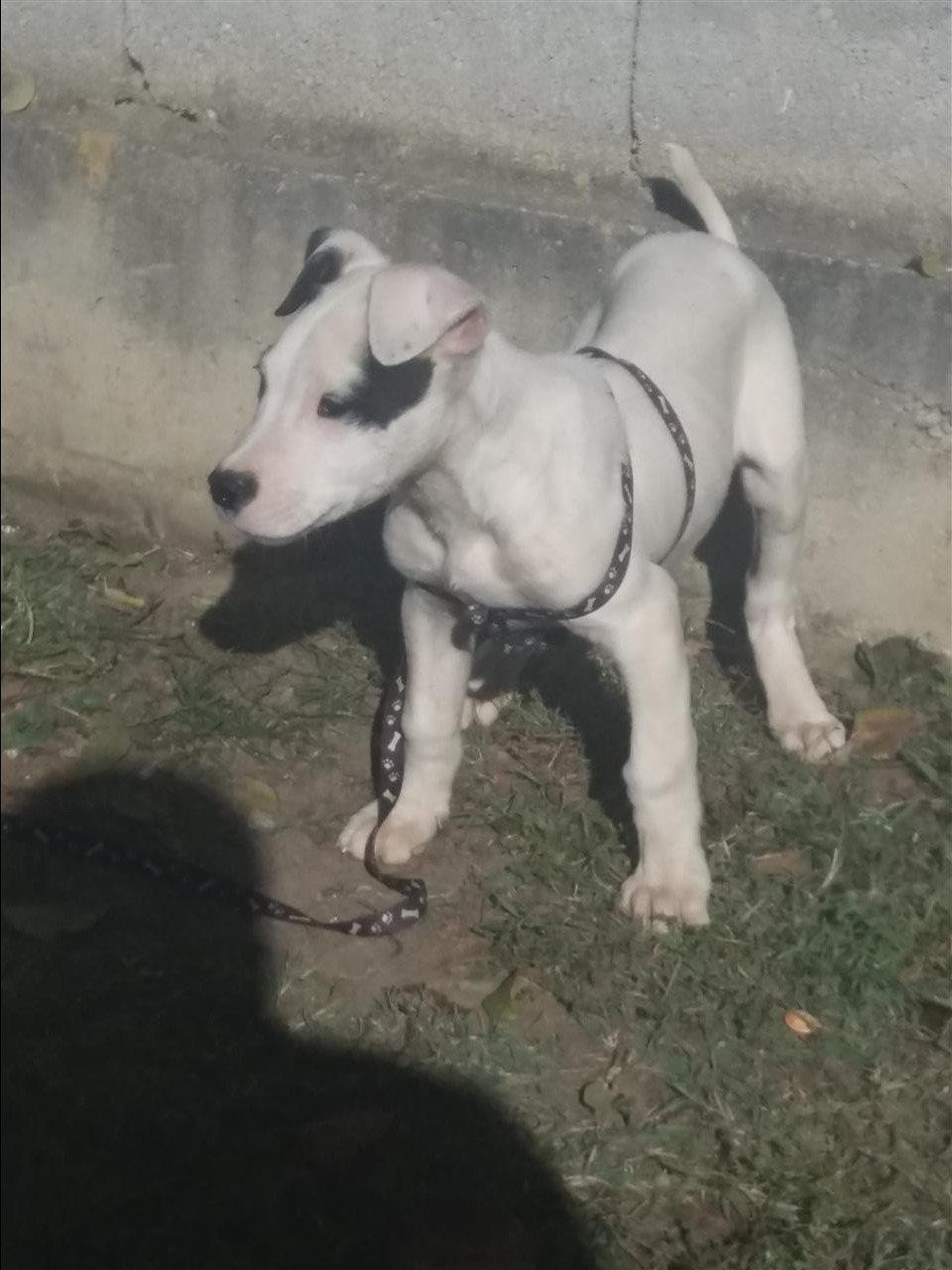 Pitbull