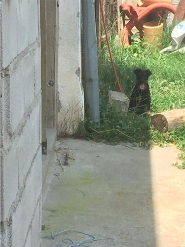 Terrier 