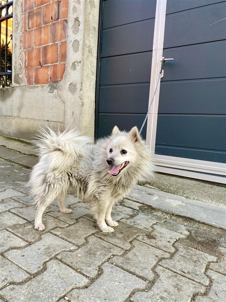 Shitet-Mini-Spitz