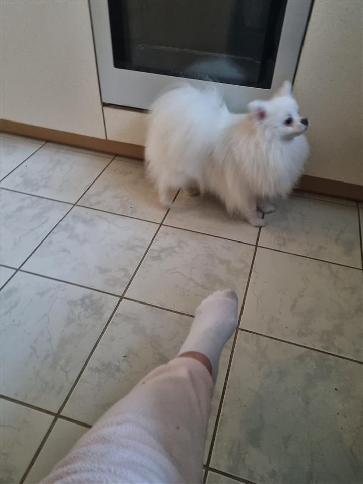 Bubi