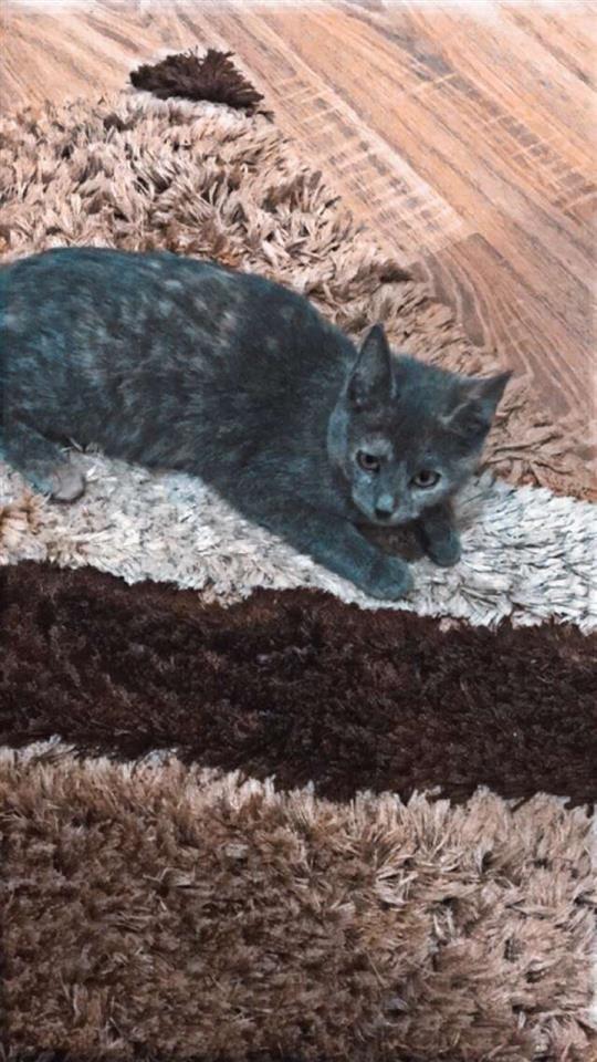 Jepen-për-adoptim-macet