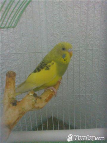 Papagalli