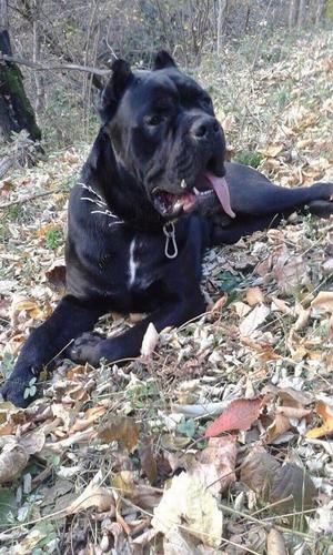 Cane Corso