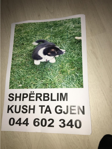 Bubi