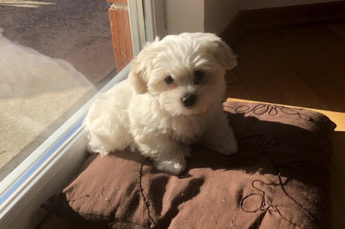 Maltezer