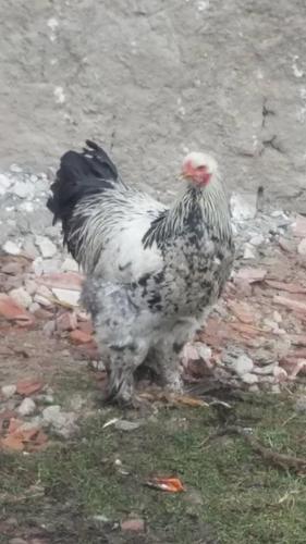 Brahma 