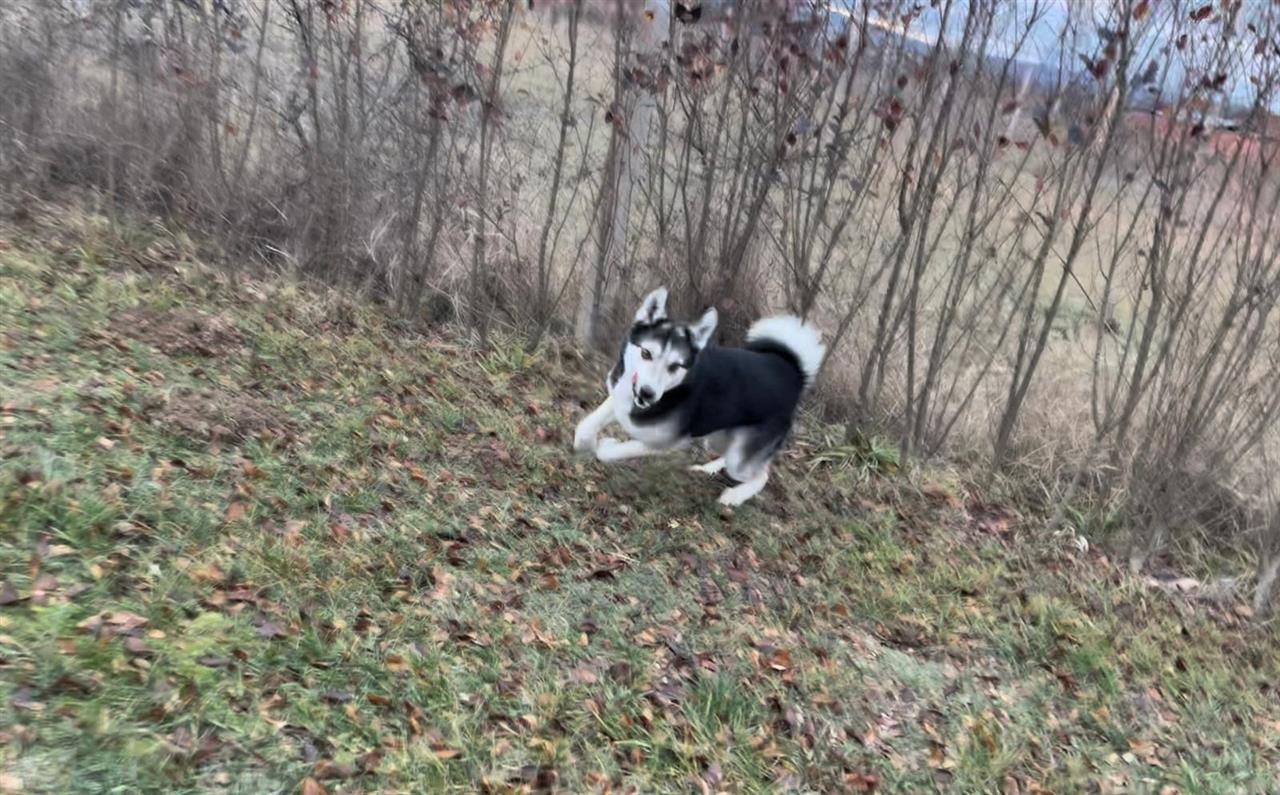 Hasky