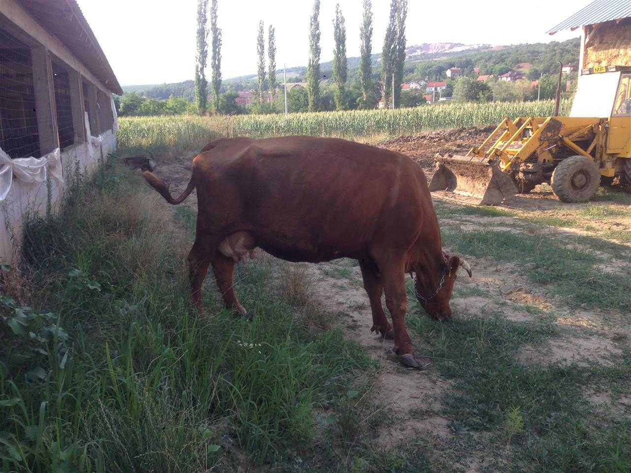 Lope-