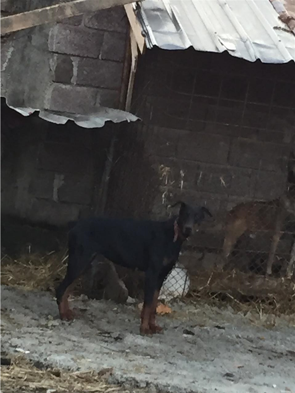 doberman