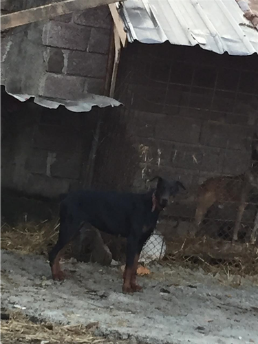 doberman