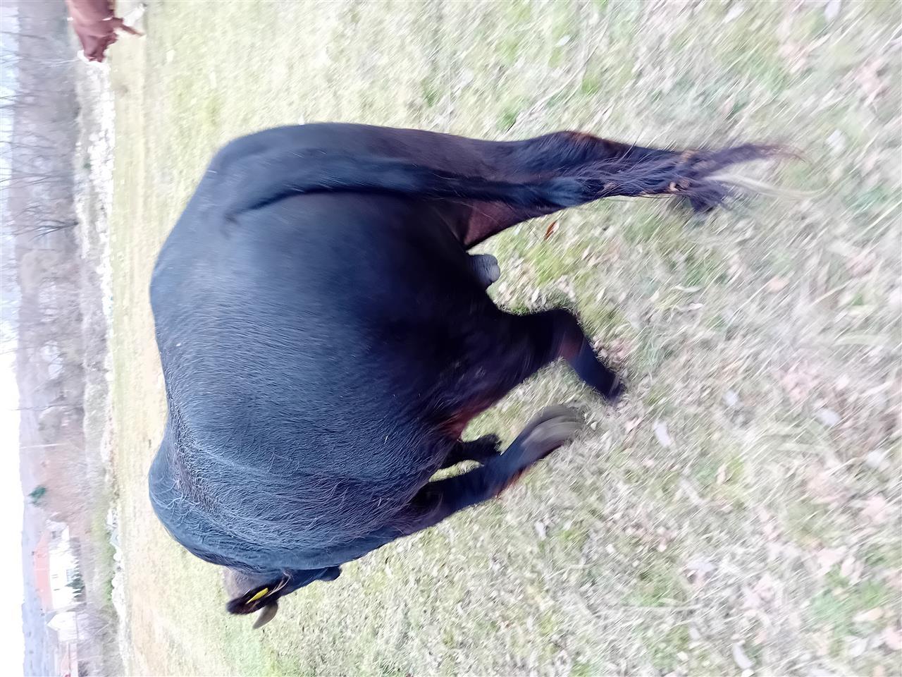 Bull