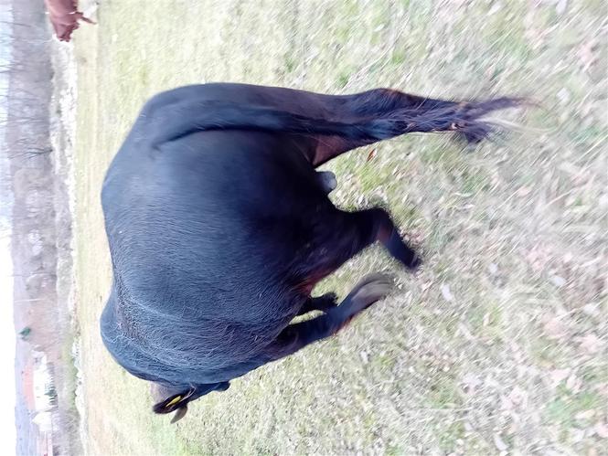 Bull