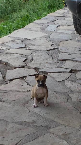 PITBULL-