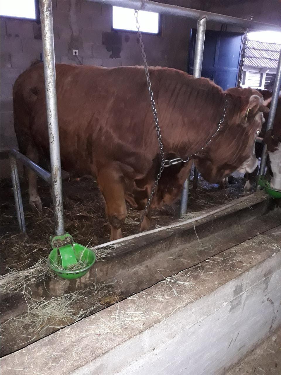 Biku