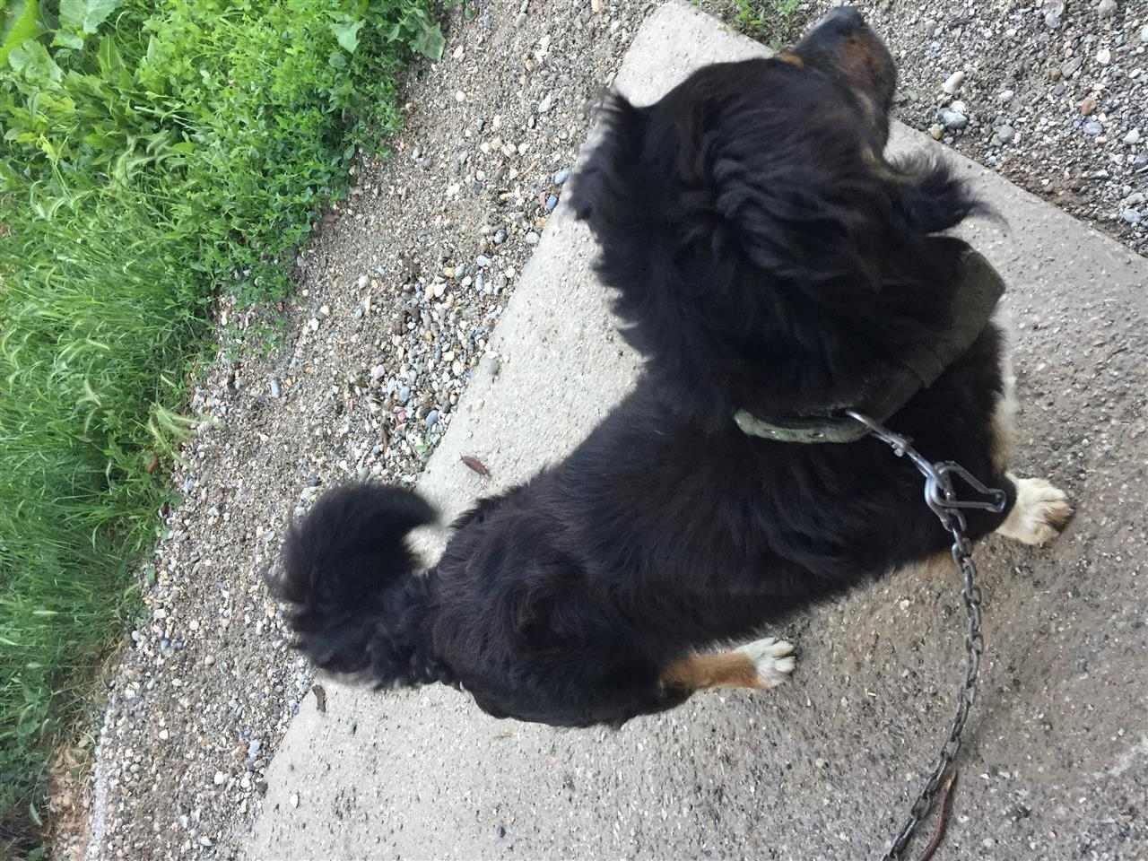 Bubi