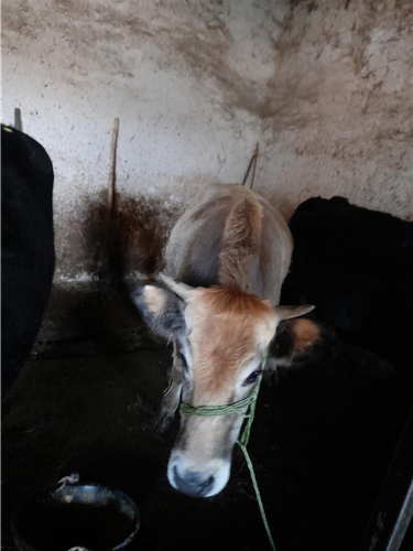 Shes mshtjerren shumm e mir ekstra 
