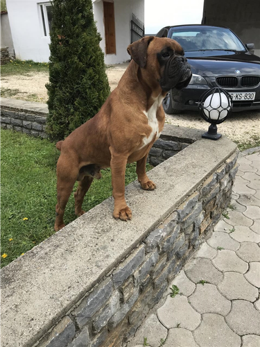 Boxer