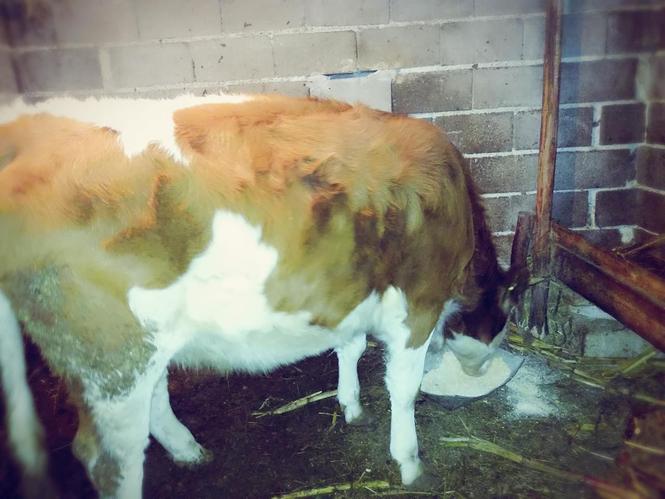 Mushtjerre