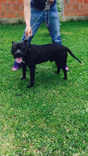 PitBull