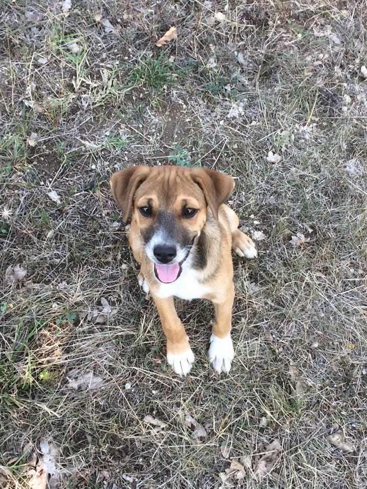 Roki