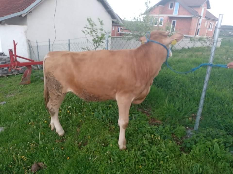 ekstra