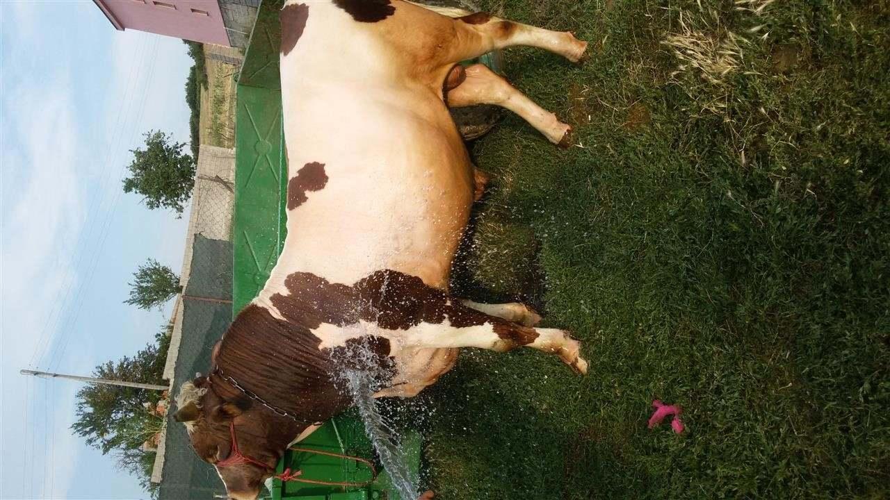 biki