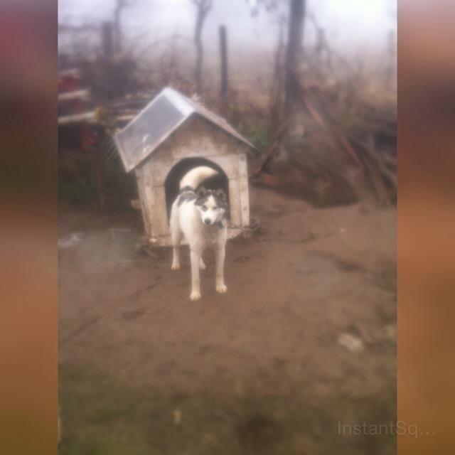 Haski