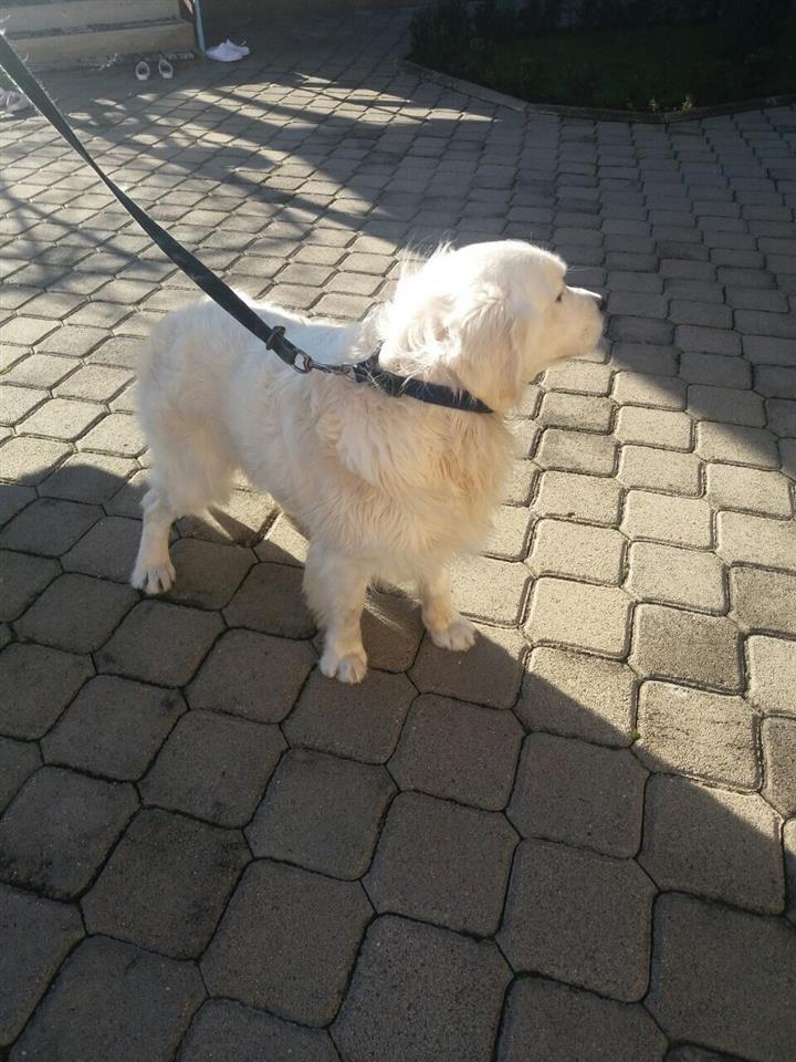 Labrador