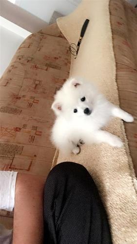 Mini spitz