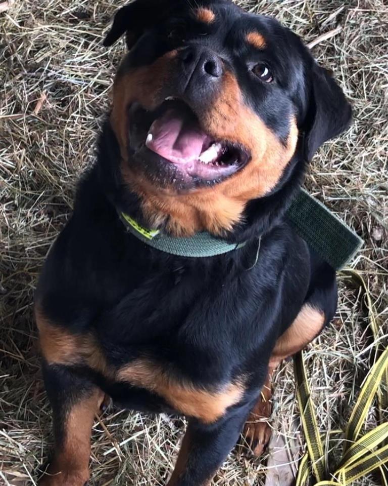 Rottwailer