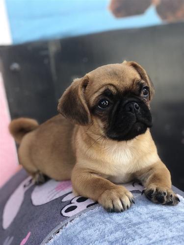 Pugg & mops