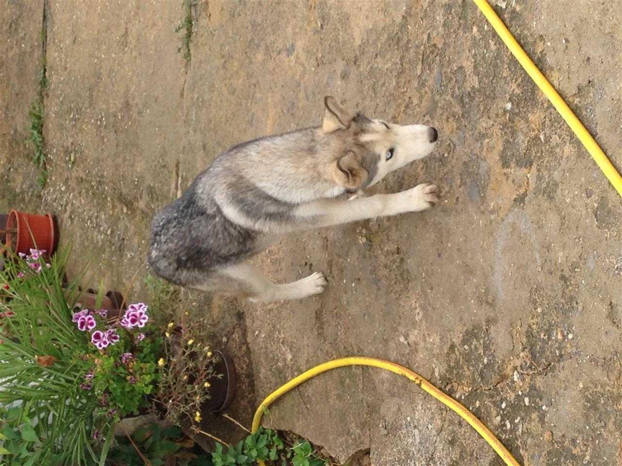 Husky-