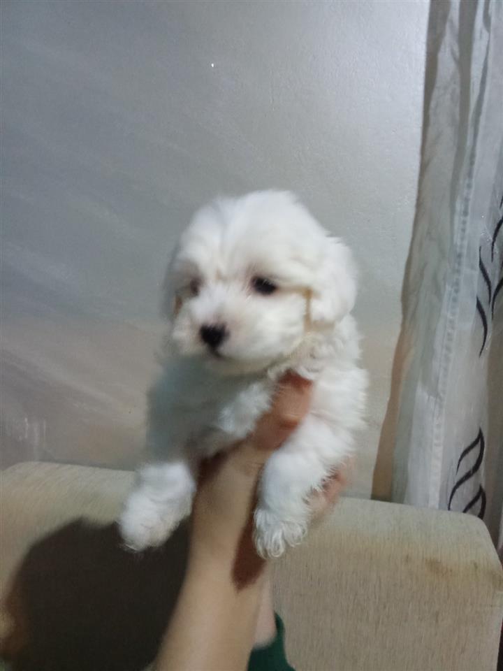 mini-maltezer